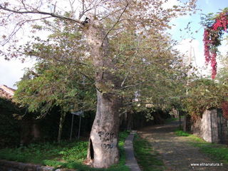 rtezza del Tocco-13-11-2012 08-32-04
